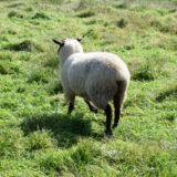 【相棒season13】第10話「ストレイシープ」を解説