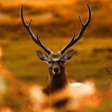 【相棒】政財界のフィクサー・浦神鹿（うら・しんろく）を解説